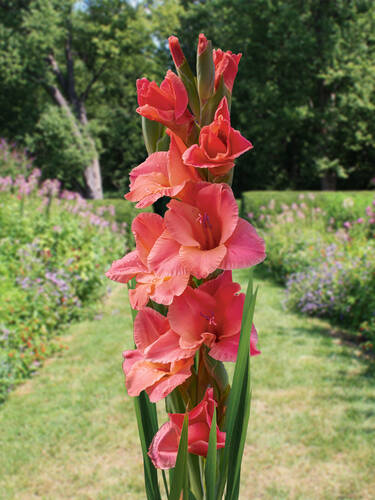 Hauptbild des Artikels "Groblumige Gladiole Soul" (Bildbeschreibung ist in Arbeit)