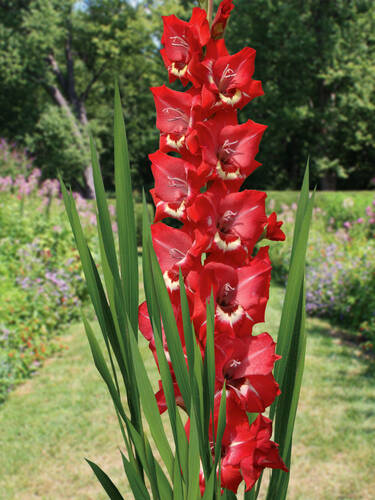 Groblumige Gladiole Sparkler