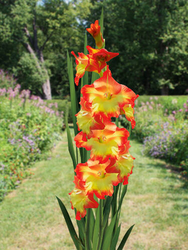 Groblumige Gladiole Sunshine