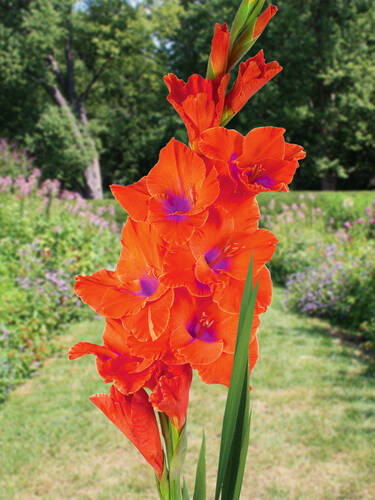 Groblumige Gladiole Tricolore