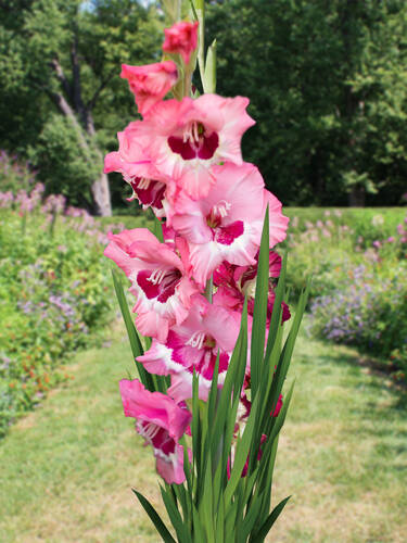 Groblumige Gladiole Wine & Roses