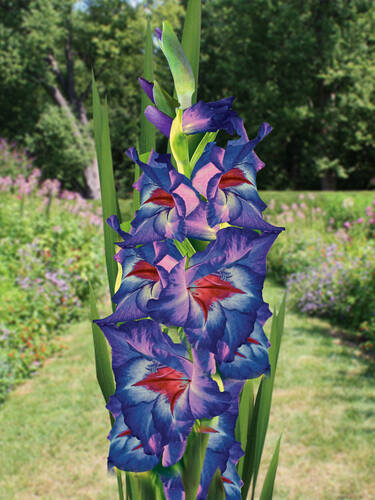 Hauptbild des Artikels "Groblumige Gladiole Zigeunerbaron" aus der Kategorie "Blumenzwiebeln"