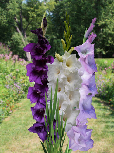 Blumenzwiebeln - Großblumige Gladiole Blau-Weiße Mischung 