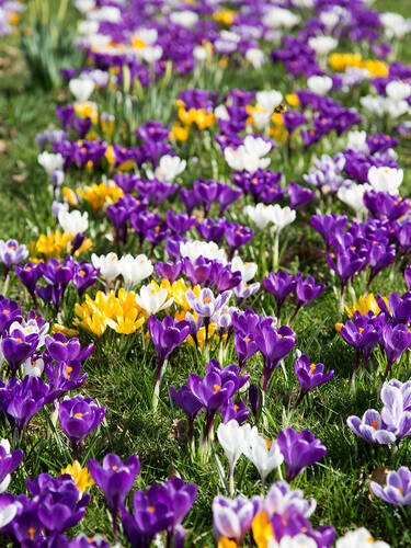 Blumenzwiebeln - Groblumige Krokus-Prachtmischung