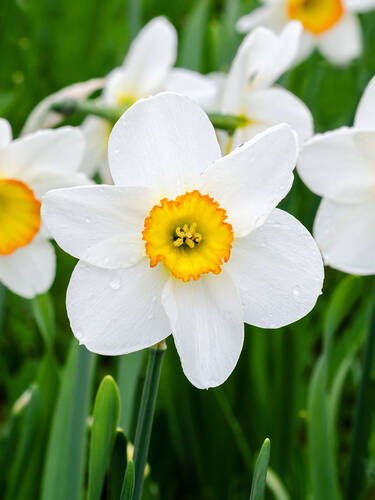 Groblumige Narzisse Flower Record