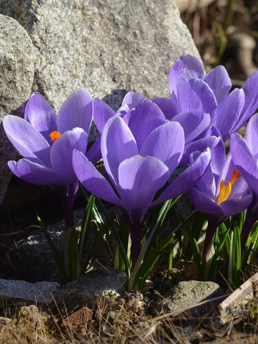 Hauptbild des Artikels "Groblumiger Krokus Grand Maitre"