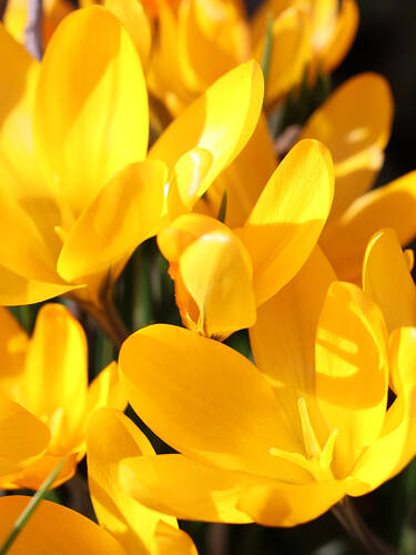 Hauptbild des Artikels "Gro�blumiger Krokus Large Yellow" (Bildbeschreibung ist in Arbeit)