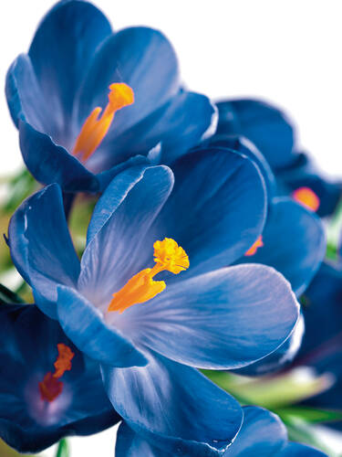 Hauptbild des Artikels "Groblumiger Krokus Sky Blue"