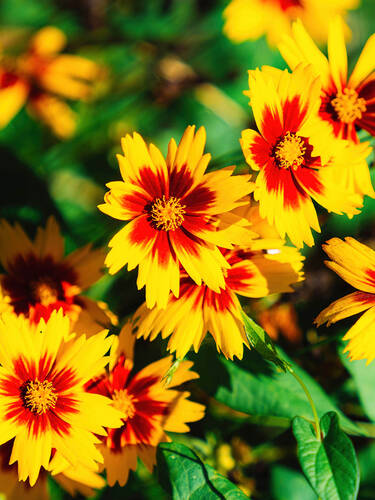 Hauptbild des Artikels "Gro�blumiges M�dchenauge Solar Jewel" (Bildbeschreibung ist in Arbeit)