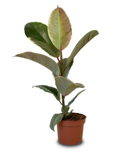 Hauptbild des Artikels "Gummibaum Tineke"