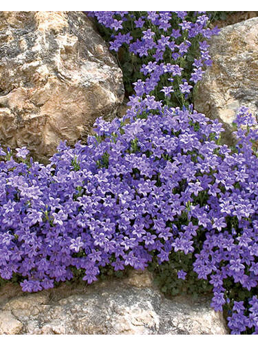 Steingartenpflanzen - Hnge-Polsterglockenblume Blauranke