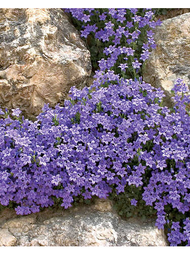 Hauptbild des Artikels "Hnge-Polsterglockenblume Blauranke" aus der Kategorie "Steingartenpflanzen"