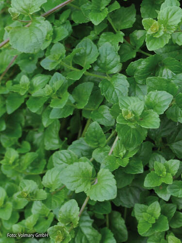 Hngeminze Indian Mint