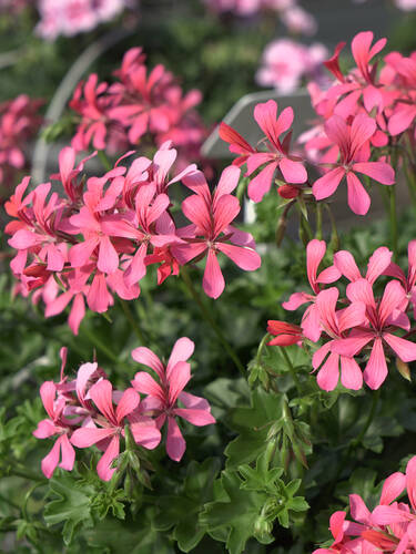 Hauptbild des Artikels "Hngepelargonie Balcon Pink"