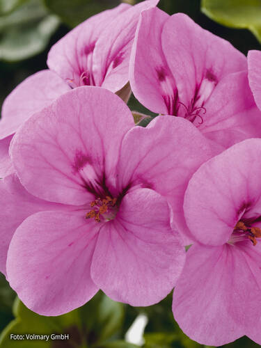 Hngepelargonie Gerainbow Amethyst