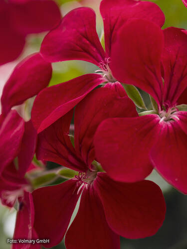 Hngepelargonie Gerainbow Dark Red