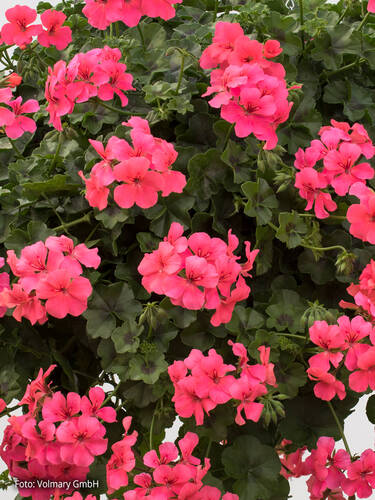 Hngepelargonie Gerainbow Pink