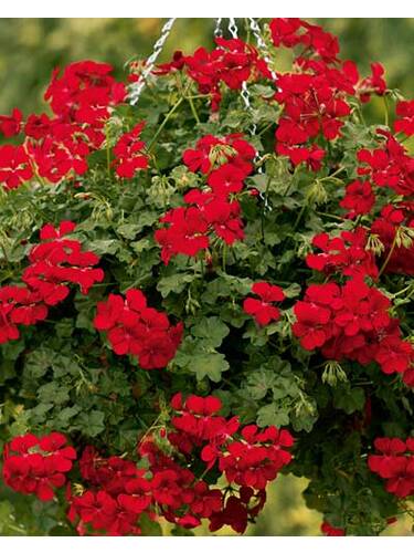 Hauptbild des Artikels "Hngepelargonie Gerainbow Red" aus der Kategorie "Blumen Jungpflanzen"