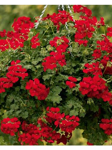 Hngepelargonie Gerainbow Red