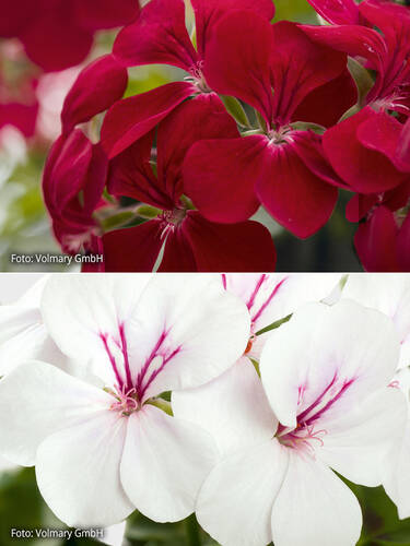 Hauptbild des Artikels "Hngepelargonie Gerainbow Set" aus der Kategorie "Blumen Jungpflanzen"