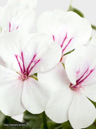 Hngepelargonie Gerainbow White