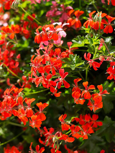 Pflanzen - Hngepelargonie Leucht Cascade