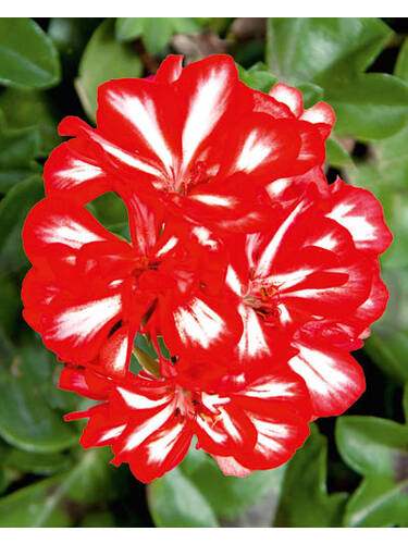 Pflanzen - Hngepelargonie Royal Sweet Candy