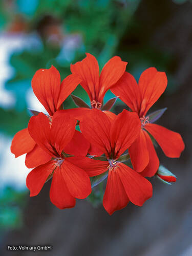 Hauptbild des Artikels "Hngepelargonie Ville de Paris Red" (Bildbeschreibung ist in Arbeit)