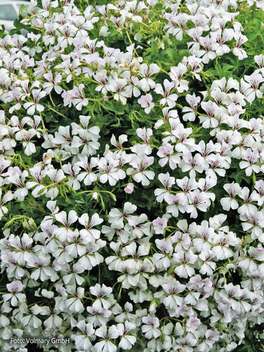 Hauptbild des Artikels "Hngepelargonie Ville de Paris White" (Bildbeschreibung ist in Arbeit)