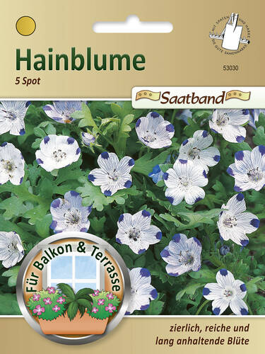 Hainblume 5 Spot