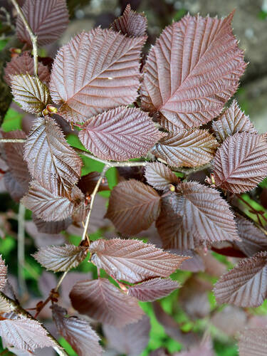 Hauptbild des Artikels "Haselnuss Rote Zellernuss"