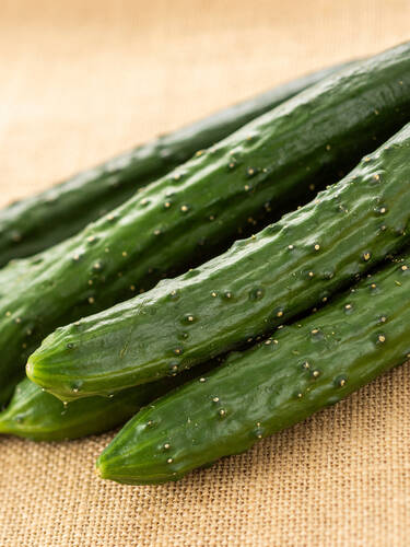 Hauptbild des Artikels "Haus- und Freilandgurke Burpless Tasty Green, F1 (unveredelt)"