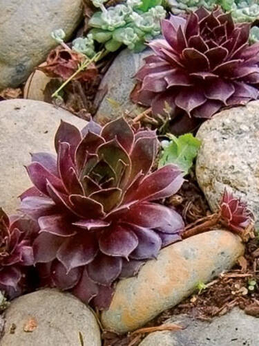 Hauptbild des Artikels "Hauswurz Red Papaver"