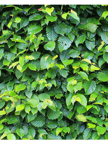 Heckenpflanzen - Hecke Hainbuche