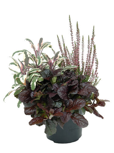 Hauptbild des Artikels "Heidespiel Calluna-Salvia-Ajuga-Mix" aus der Kategorie "Saisonpflanze"