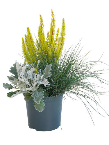 Hauptbild des Artikels "Heidespiel Erica arborea-Senecio-Festuca"