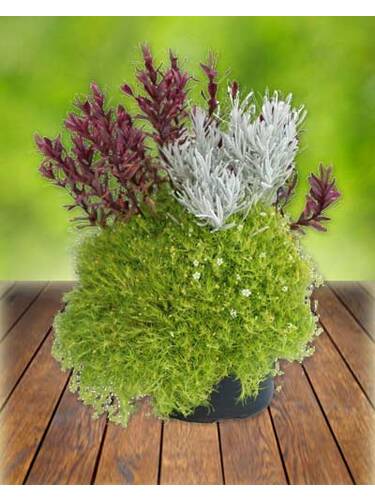 Saisonpflanze - Heidespiel Triverde Hebe - Sagina - Helichrysum