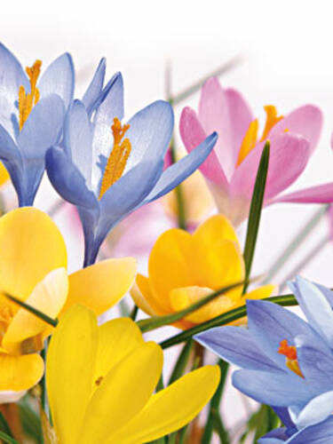 Hauptbild des Artikels "Herbst-Krokus-Mischung"