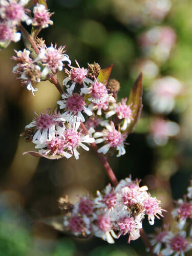 Hauptbild des Artikels "Herbstaster Lady in Black"