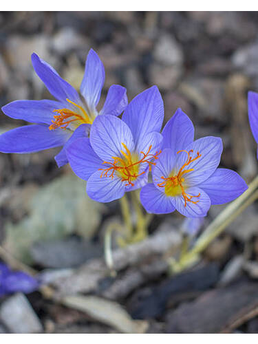Hauptbild des Artikels "Herbstkrokus Kotschyanus"