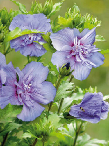 Hauptbild des Artikels "Hibiskus Blue Chiffon" aus der Kategorie "Ziergehlze"