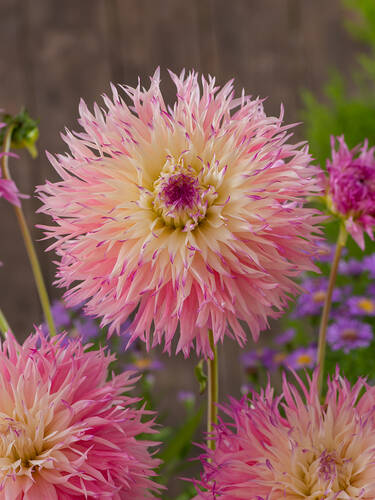 Hauptbild des Artikels "Hirschgeweih-Dahlie Pinelands Princess" aus der Kategorie "Blumenzwiebeln"
