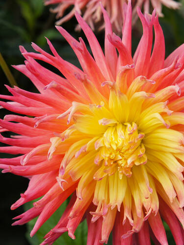 Hirschgeweihdahlie Fringed Star