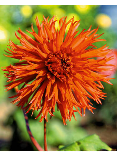 Hauptbild des Artikels "Hirschgeweihdahlie Mel`s Orange Marmalade" aus der Kategorie "Blumenzwiebeln"