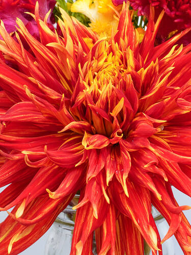 Hauptbild des Artikels "Hirschgeweihdahlie Show'n Tell"