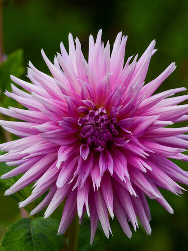 Hauptbild des Artikels "Hirschgeweihdahlie Table Dancer"