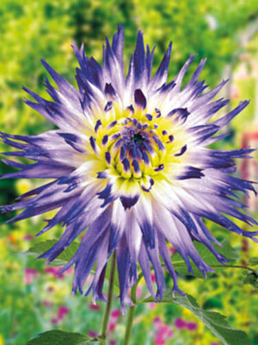 Hauptbild des Artikels "Hirschgeweihdahlie Veritable" aus der Kategorie "Blumenzwiebeln"