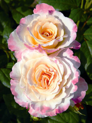 Historische Rose Aquarell
