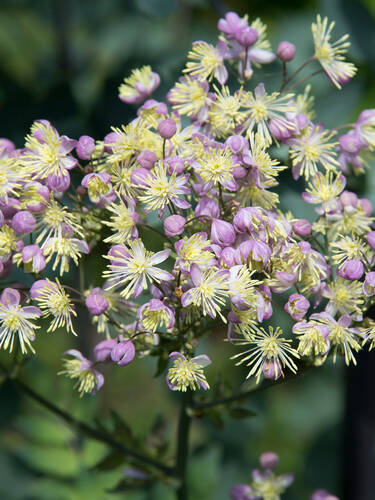Hauptbild des Artikels "Hohe Wiesenraute Elin"