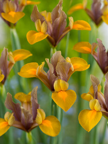 Blumenzwiebeln - Hollndische Iris Bronze Queen